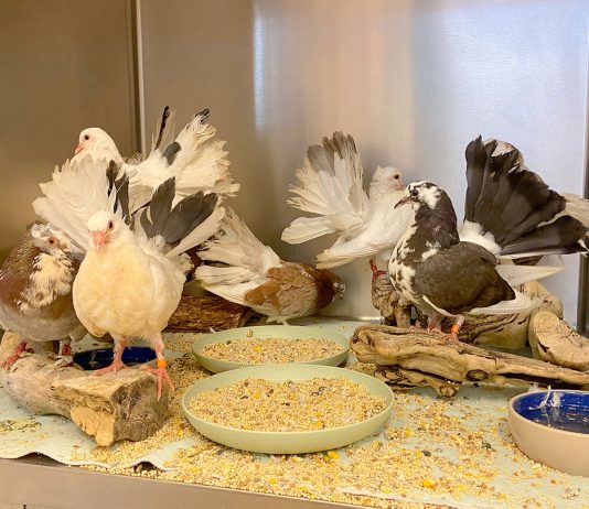 SPCA rescues pet pigeons abandoned on side of road in Soledad