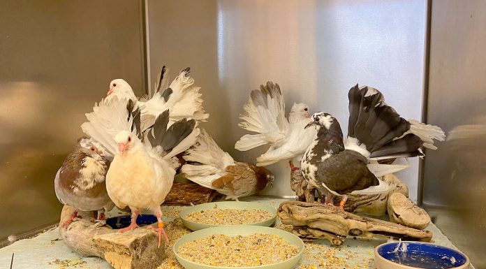 SPCA rescues pet pigeons abandoned on side of road in Soledad