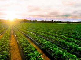 Monterey County crops decline in value after pandemic and fires