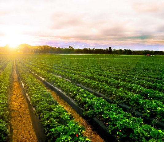 Monterey County crops decline in value after pandemic and fires