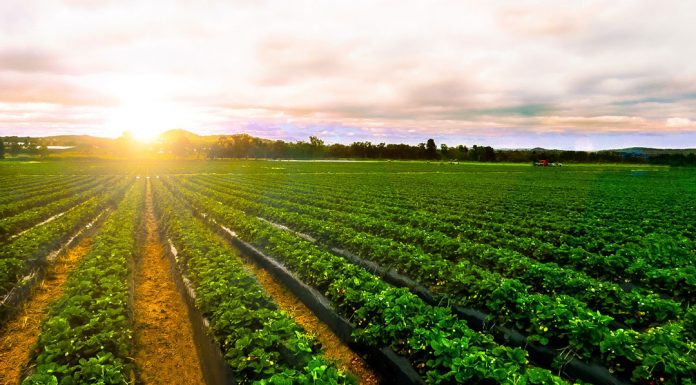 Monterey County crops decline in value after pandemic and fires