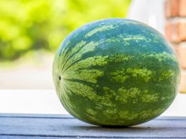 Cross Country | Spartans, Aztecs take part in Watermelon Run