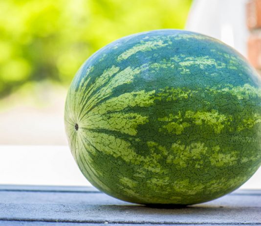 Cross Country | Spartans, Aztecs take part in Watermelon Run