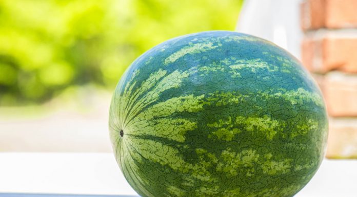 Cross Country | Spartans, Aztecs take part in Watermelon Run