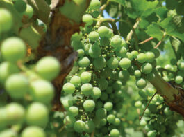 Scheid Family Wines announces winners of 2021 writing contest