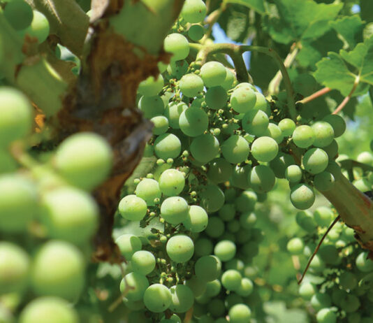 Scheid Family Wines announces winners of 2021 writing contest