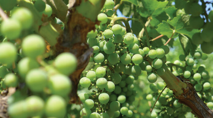 Scheid Family Wines announces winners of 2021 writing contest