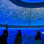 Image for display with article titled Gonzales Youth Guardians visit Monterey Bay Aquarium