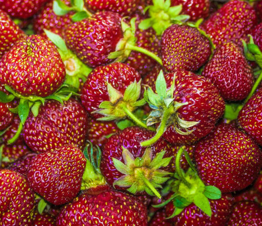 Monterey County’s crop values increase in 2021