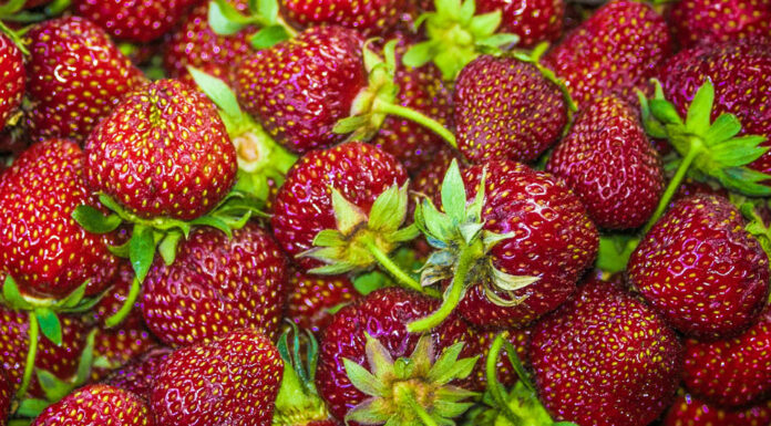 Monterey Countyās crop values increase in 2021