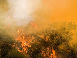 Smoke from prescribed burn to be visible from Salinas Valley