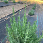 Image for display with article titled New Lavender Farm and Wellness Brand Opens in Greenfield