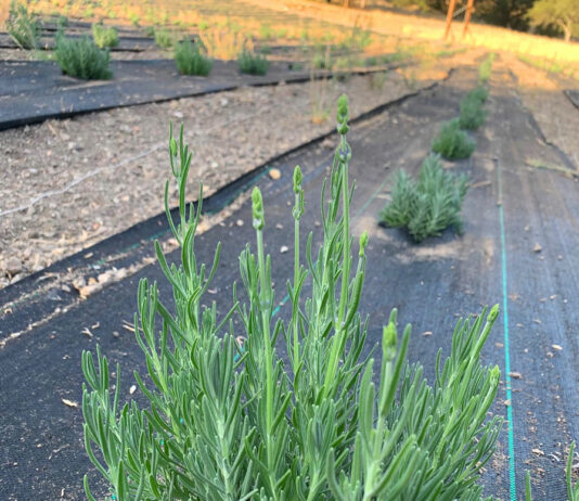 New lavender farm and wellness brand opens in Greenfield