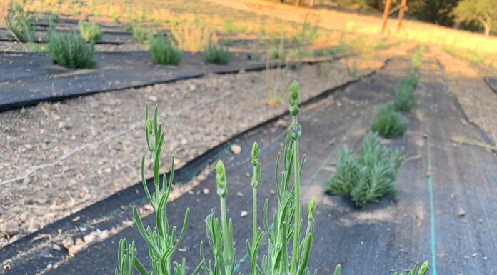 New lavender farm and wellness brand opens in Greenfield