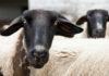 Gonzales police arrest man for killing 2 lambs raised by 4-H students