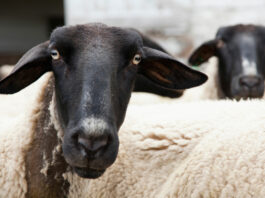 Gonzales police arrest man for killing 2 lambs raised by 4-H students