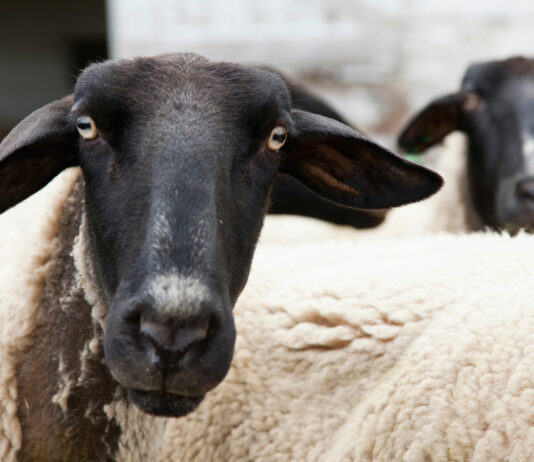 Gonzales police arrest man for killing 2 lambs raised by 4-H students