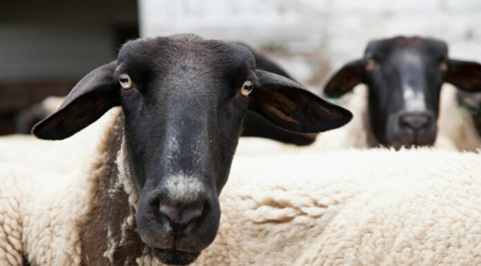 Gonzales police arrest man for killing 2 lambs raised by 4-H students