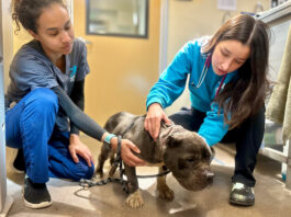 SPCA rescues emaciated, injured dog in Gonzales
