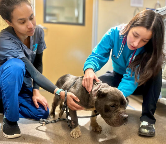 SPCA rescues emaciated, injured dog in Gonzales