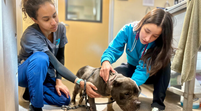 SPCA rescues emaciated, injured dog in Gonzales