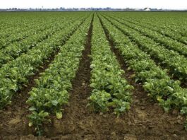 Gonzales City Council adopts ordinance to protect farms