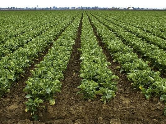 Gonzales City Council adopts ordinance to protect farms