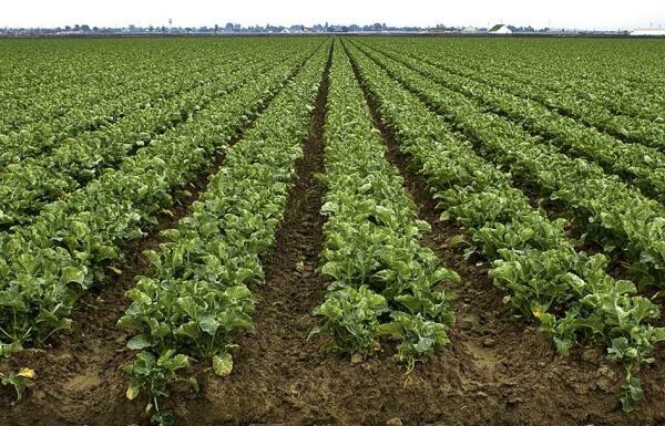 Gonzales City Council adopts ordinance to protect farms