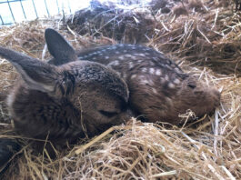 SPCA Monterey County advises leaving fawns alone