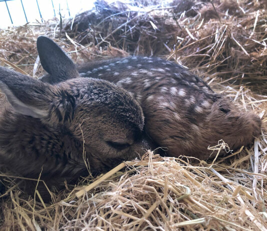 SPCA Monterey County advises leaving fawns alone