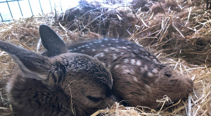 SPCA Monterey County advises leaving fawns alone