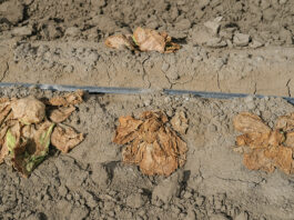 Salinas Valley farmers seek rebound after floods, virus hit lettuce crops