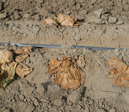Salinas Valley farmers seek rebound after floods, virus hit lettuce crops