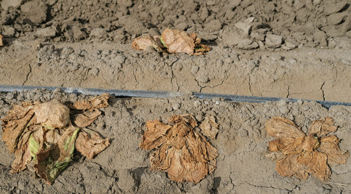 Salinas Valley farmers seek rebound after floods, virus hit lettuce crops