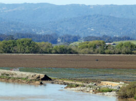 Winter storms cause $600M in Monterey County ag losses
