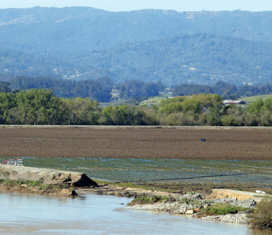 Winter storms cause $600M in Monterey County ag losses