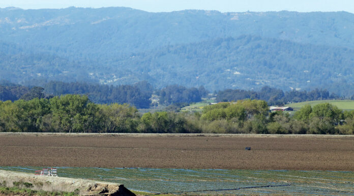 Winter storms cause $600M in Monterey County ag losses