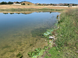 Harmful blue-green algae detected at Lake San Antonio