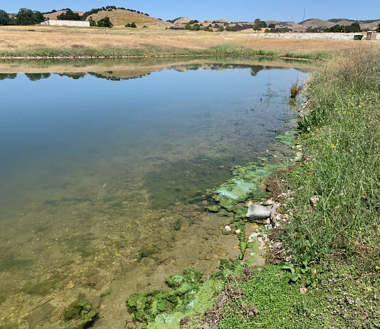 Harmful blue-green algae detected at Lake San Antonio