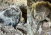 Baby condors discovered at Pinnacles National Park