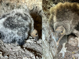 Baby condors discovered at Pinnacles National Park