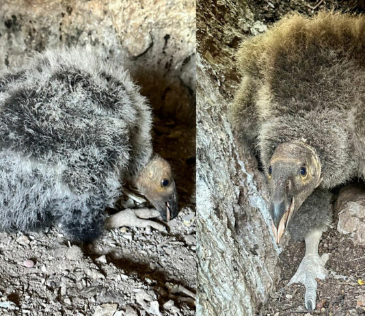 Baby condors discovered at Pinnacles National Park