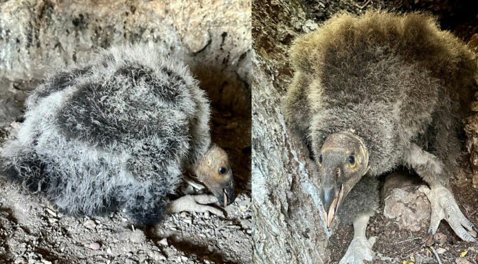 Baby condors discovered at Pinnacles National Park