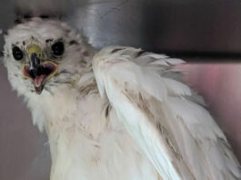 SPCA Wildlife Center rescues unique hawk