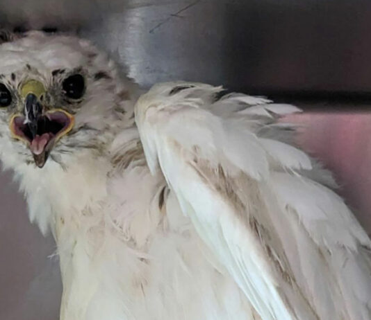 SPCA Wildlife Center rescues unique hawk