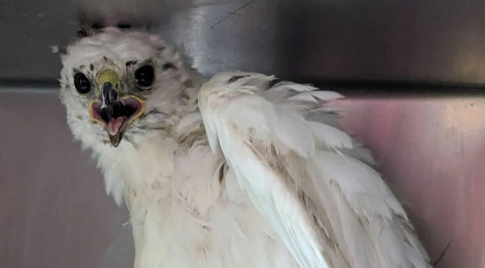 SPCA Wildlife Center rescues unique hawk