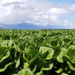 Image for display with article titled Monterey County’s 2022 Crop Report Reveals Strength in Lettuce Industry