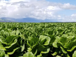 Monterey County’s 2022 Crop Report reveals strength in lettuce industry, weakness in cannabis production