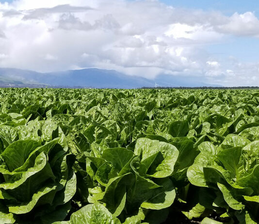 Monterey Countyās 2022 Crop Report reveals strength in lettuce industry, weakness in cannabis production