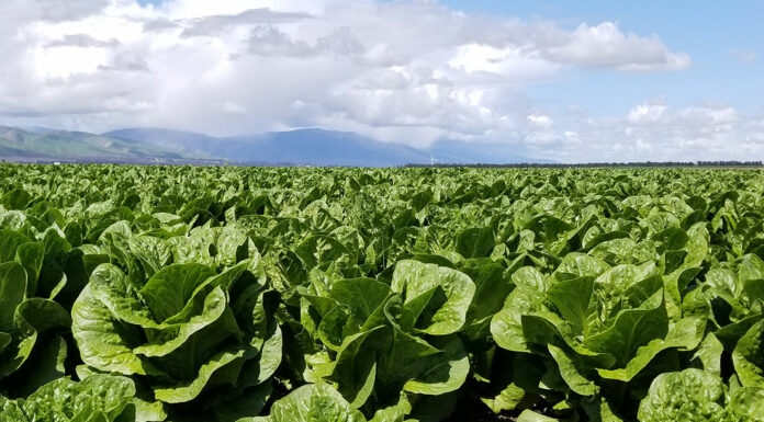 Monterey County’s 2022 Crop Report reveals strength in lettuce industry, weakness in cannabis production